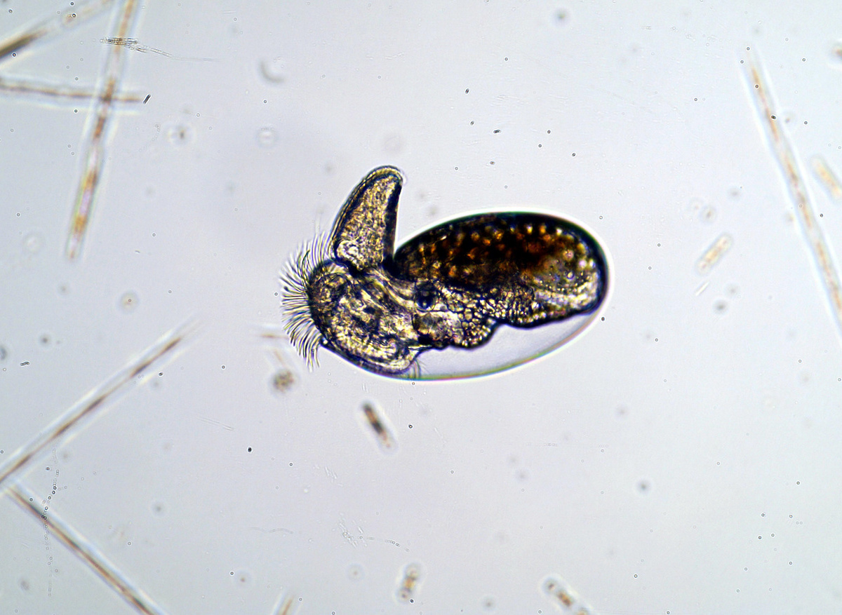 Mollusca Nudibranch Larva ©Dave Conway | MBA