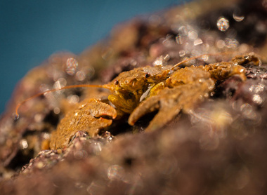 RS10981_Broad-clawed porcelain crab - Porcellana platycheles-4192-2_lpr.jpg