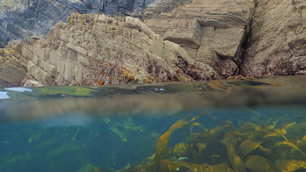 Seaweed under water