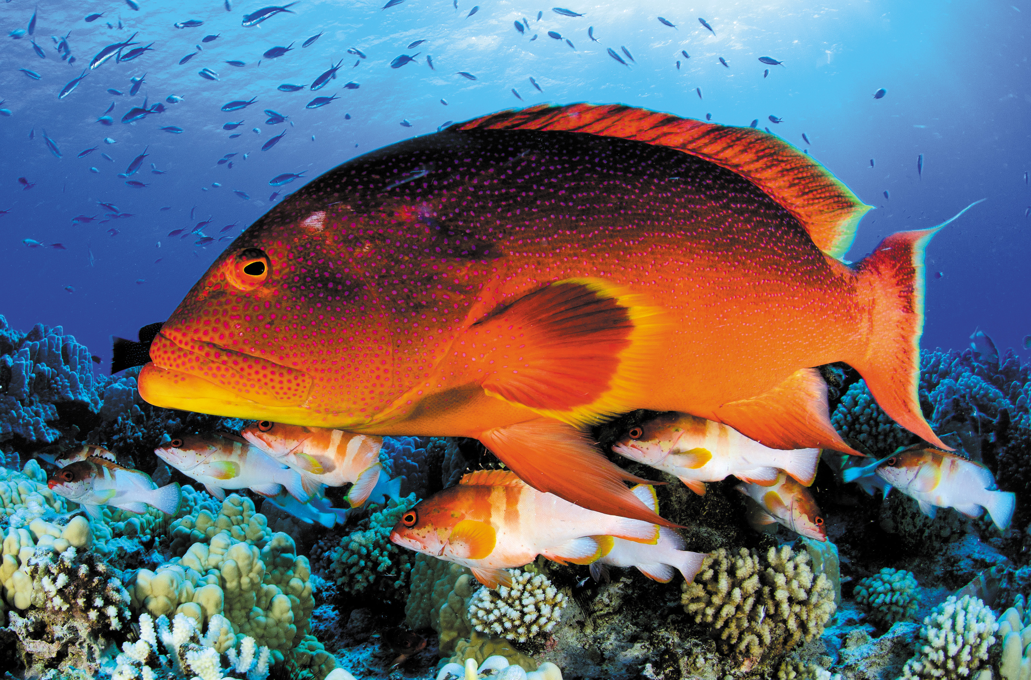 Groupers, Oeno Atoll, Pitcairn Islands. Image © Enric Sala/National Geographic.