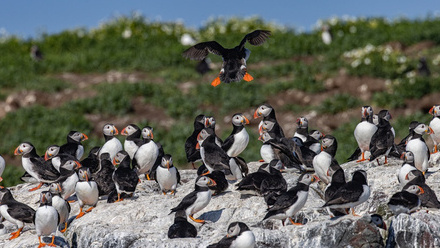 Puffins_in_the_Farne_Islands,_England_o.jpg 1