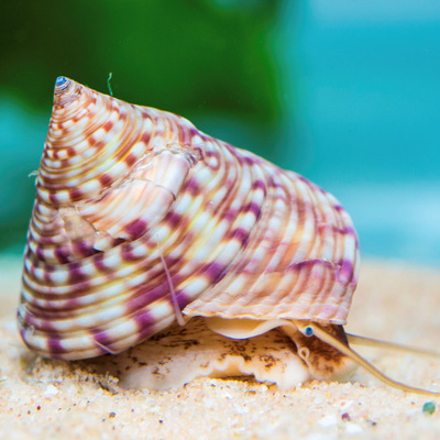 A painted top shell in the MBA aquaria