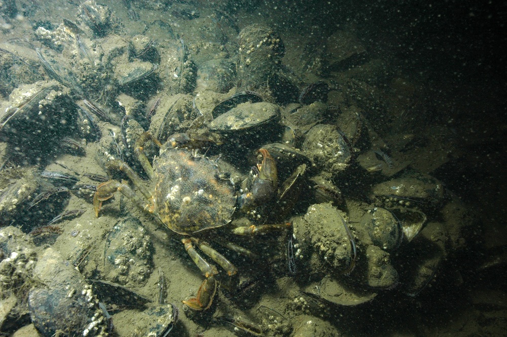 A3.361_Mytilus_Carcinus_Cargreen_150607 c KH_o.jpg