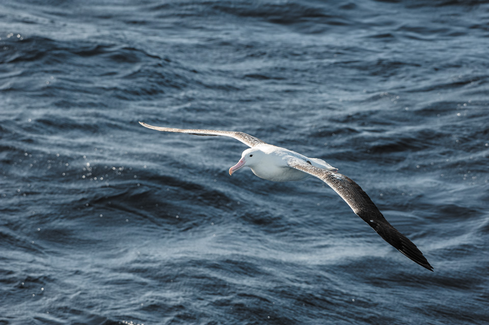 Albatross glides over the Southern Atlantic ocean. Copyright Tony Fitzsimmons.jpg