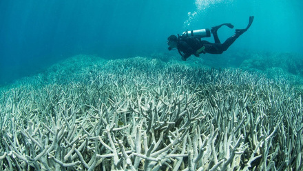 029-Coral-Bleaching-at-Heron-Island_o.jpg 2