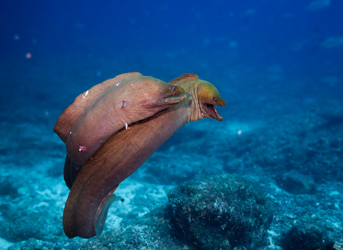 Moray eels