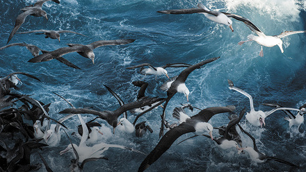 Seabirds fighting over fish Copyright Tony Fitzsimmons.jpg