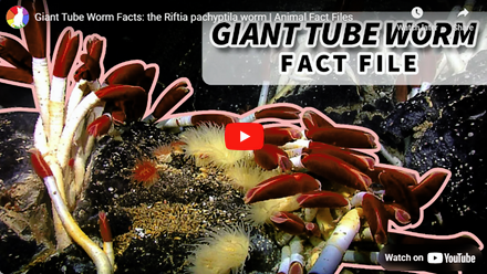 tube worms fact video.png