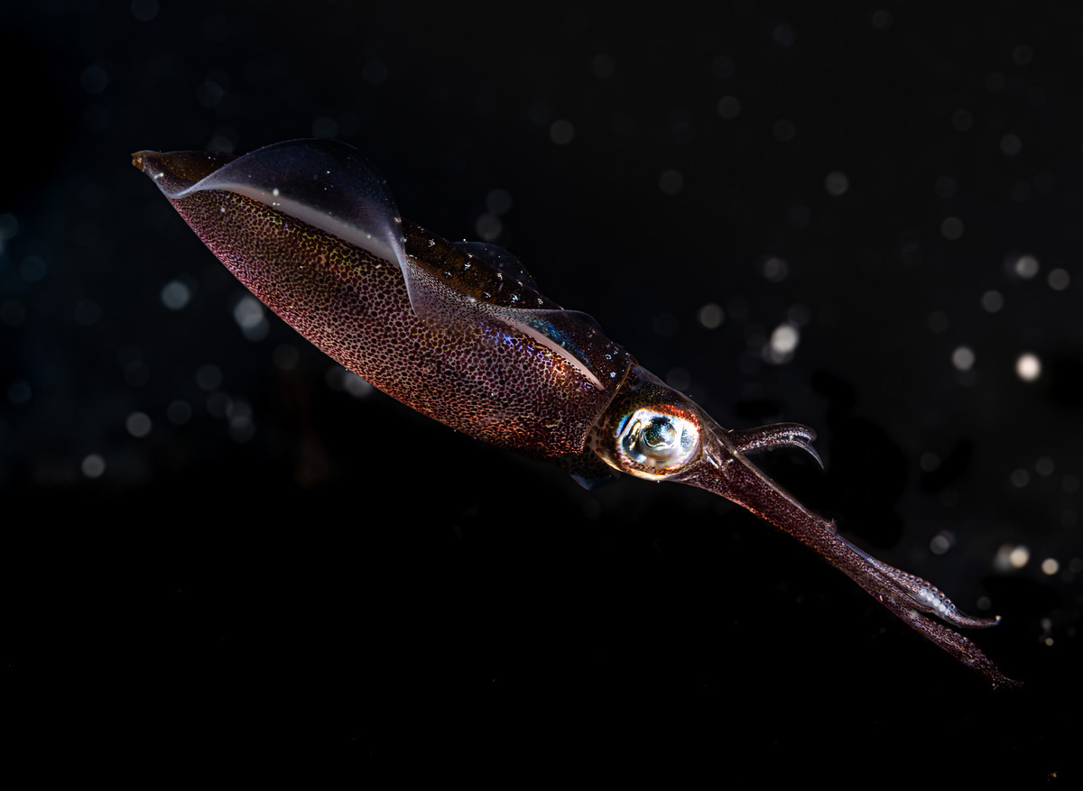 bigfin reef squid 