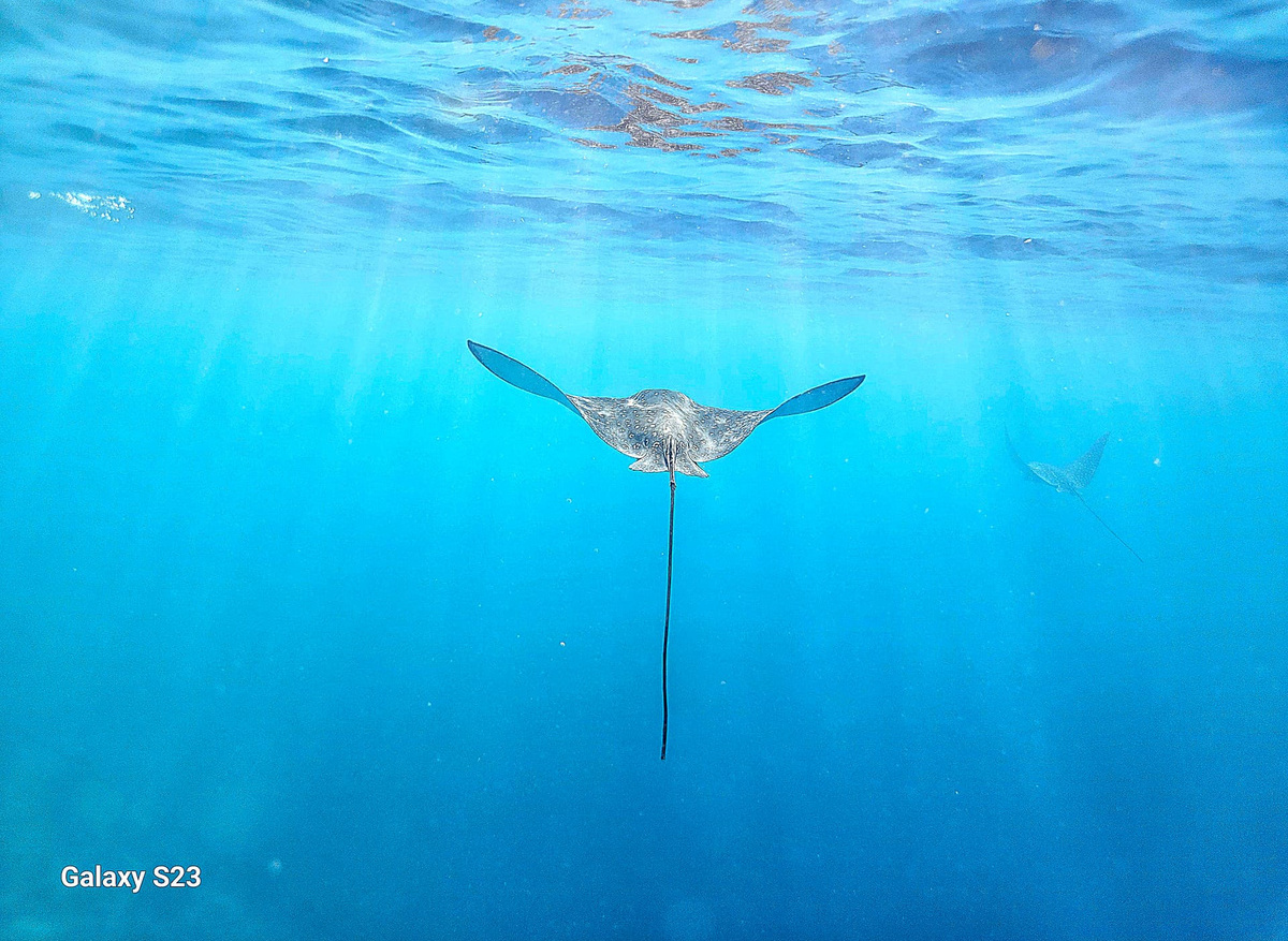 Underwater seascape - Spotted eagle rays