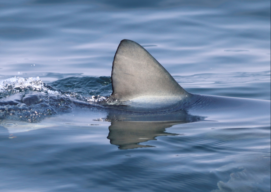 TMB shark fin image.png