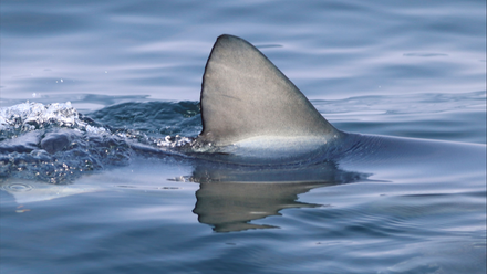 TMB shark fin image.png