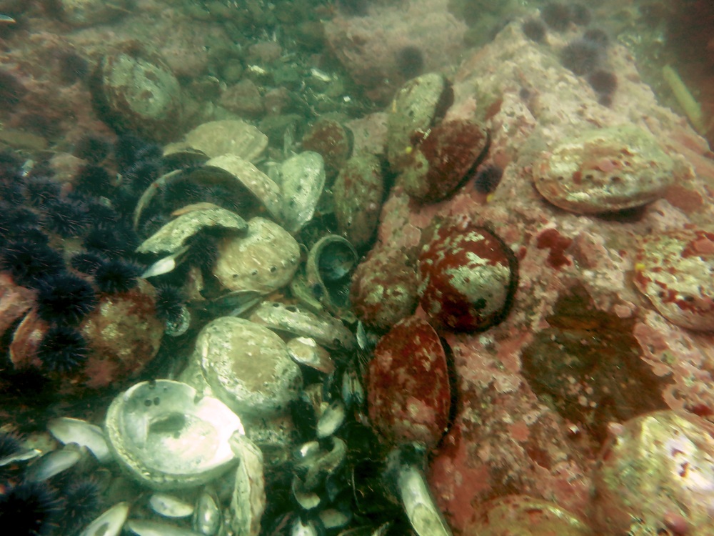 Kevin Joe (CDFW) Starving and Dead Abalone_o.jpg
