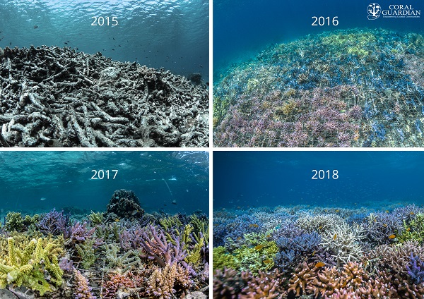 Coral reef restoration using artificial reef structures