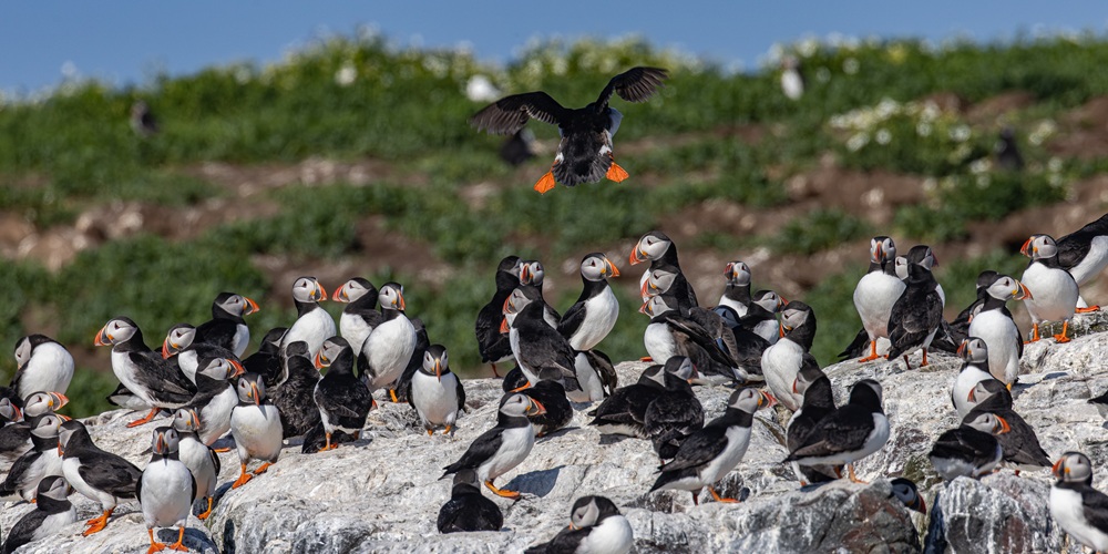 Puffins on rock
