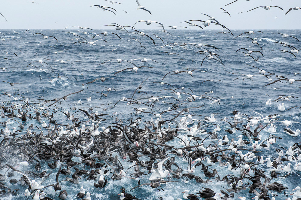 Flock of seabirds. Copyright Tony Fitzsimmons.jpg