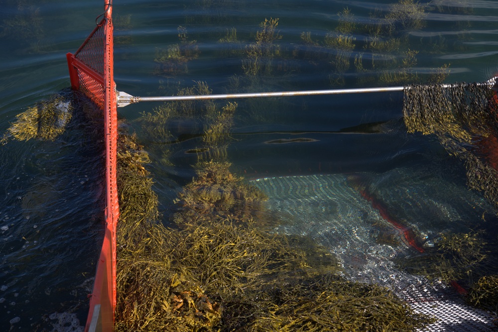 Seaweed collecting apparatus amongst seaweed.