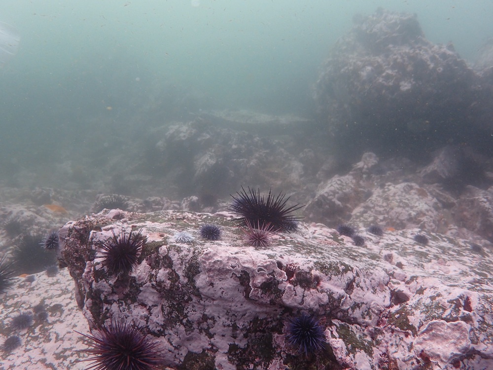Dr Cynthia Catton (CDFW) Urchin Barren_o.jpg