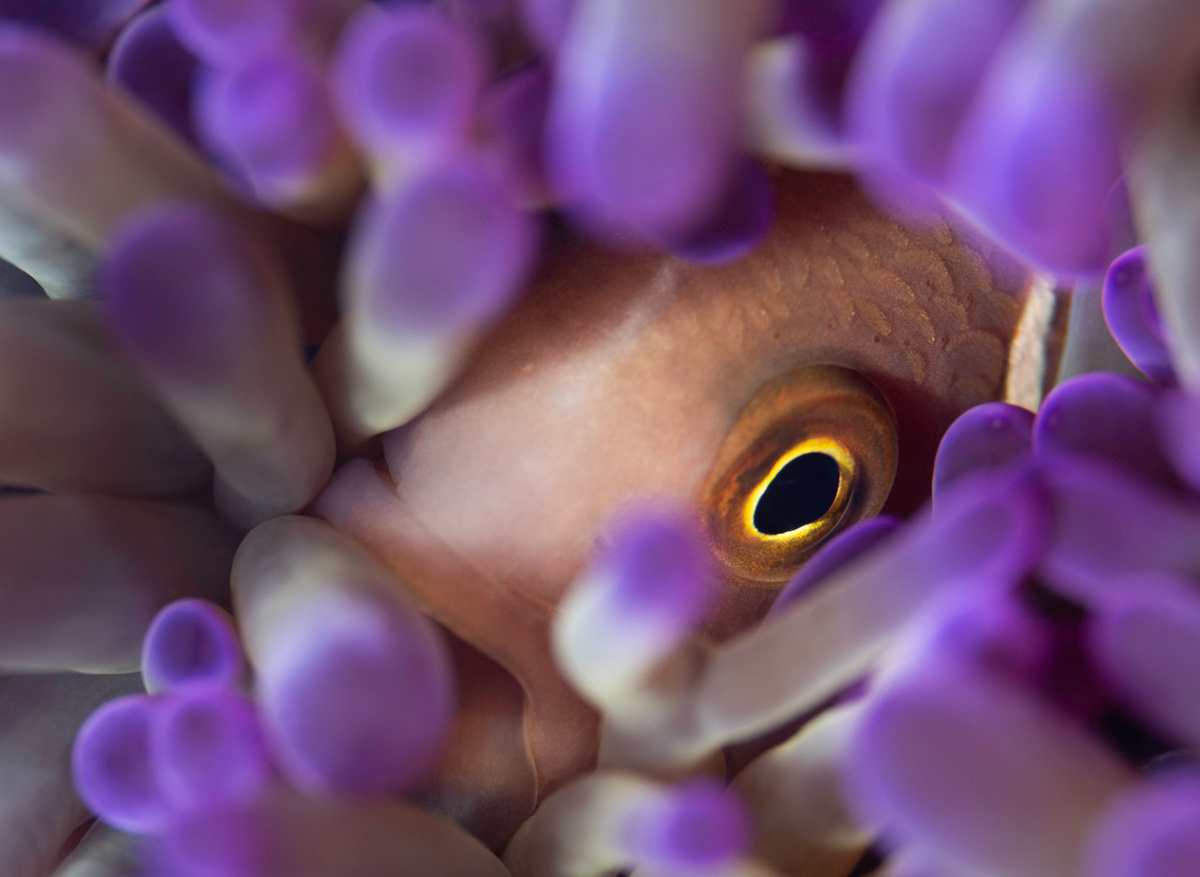 Pink Anemonefish