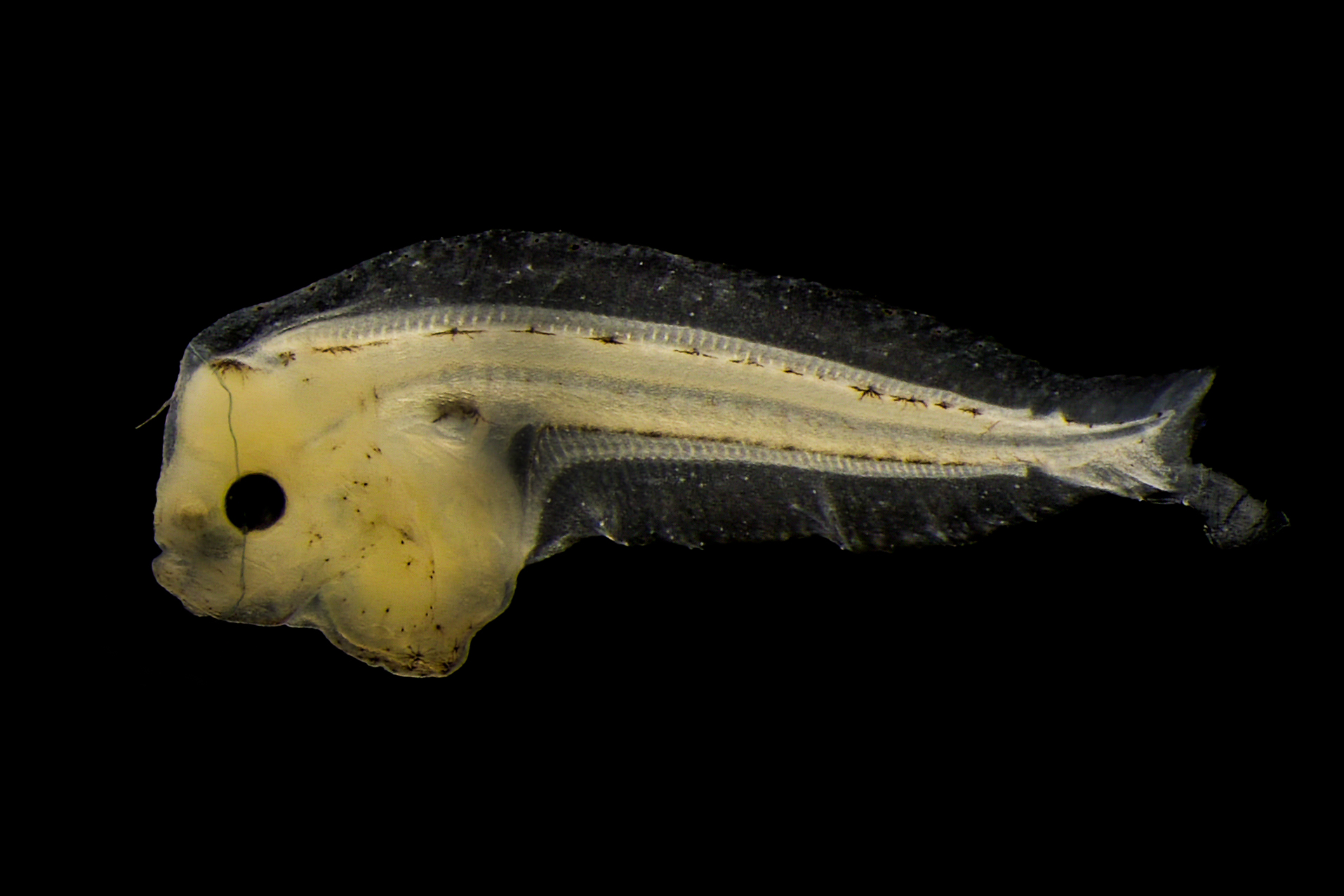 RS10435_Fish Larvae-000341.jpg