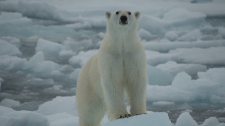 Polar bear sitting ontop of an iceburg 