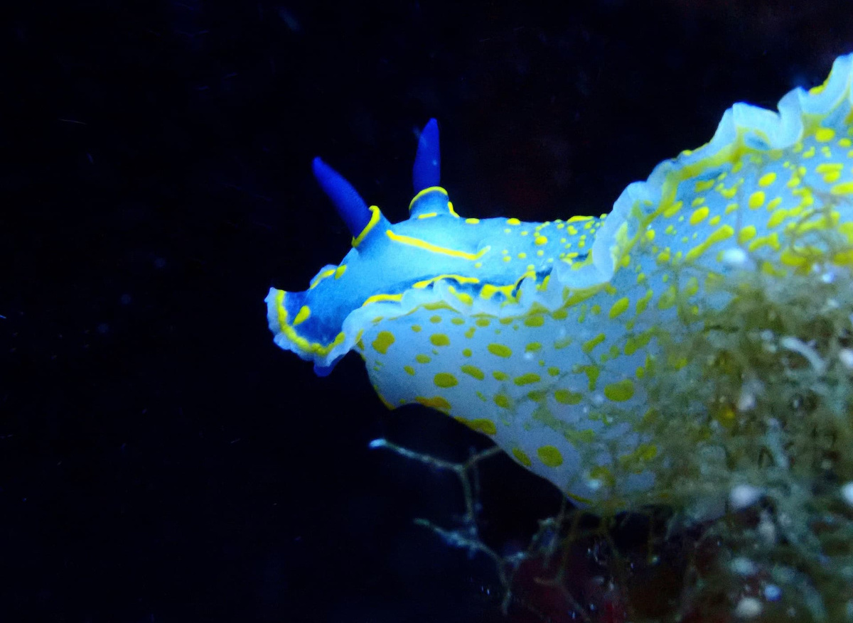 Regal Nudibranch