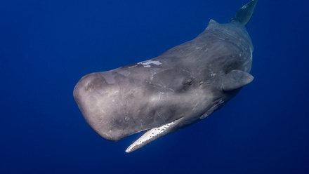Sperm whale Ellen Cuylaerts / Ocean Image Bank