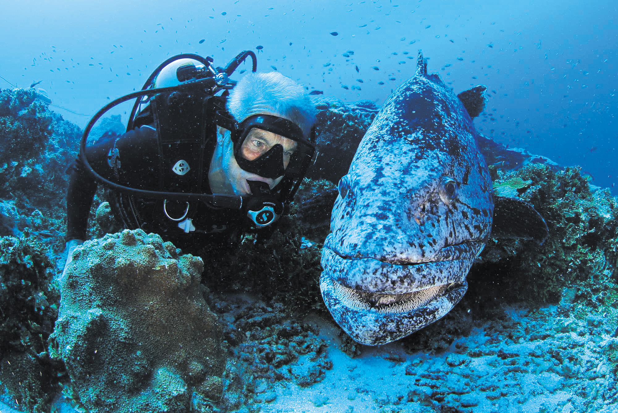 Paul Rose with grouper, Seychelles. © Manu San Felix.