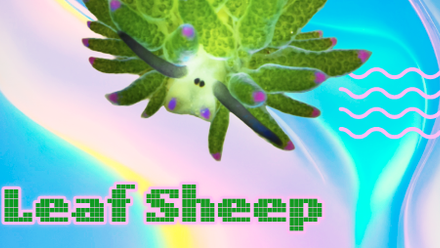 Sea Slug - Cards-1 icon.png