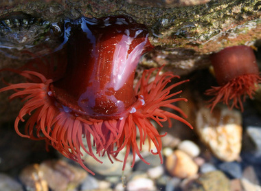 anemone.jpg