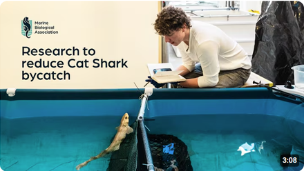 Catshark Bycatch Icon