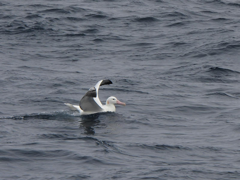 wandering albatross (2).png