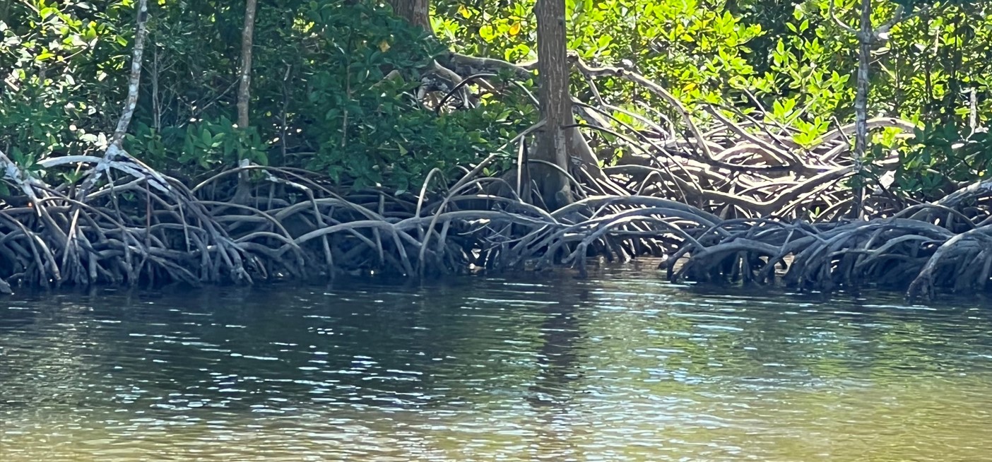 TMB mangrove Oct 24 1.jpg