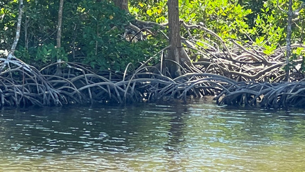 TMB mangrove Oct 24 1.jpg