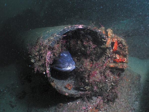 Conger conger
