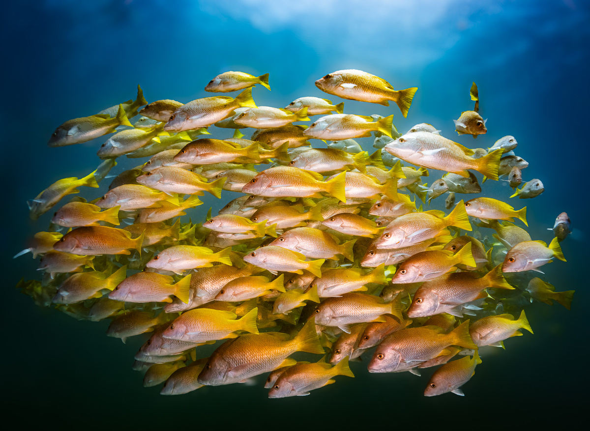 Snapper school Baja