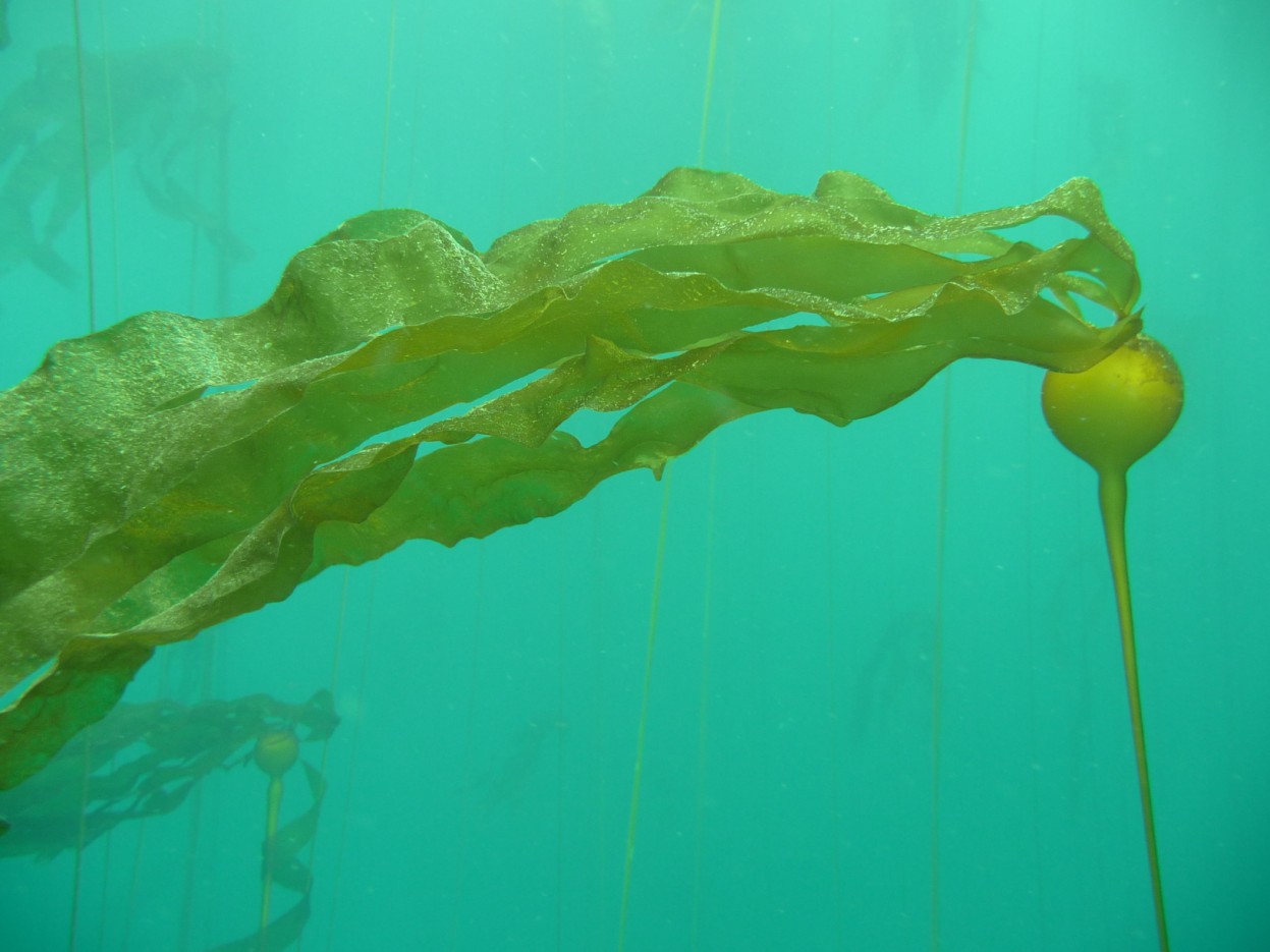 KevinJoe (CDFW) Underwater Bull Kelp Closeup (before).jpg