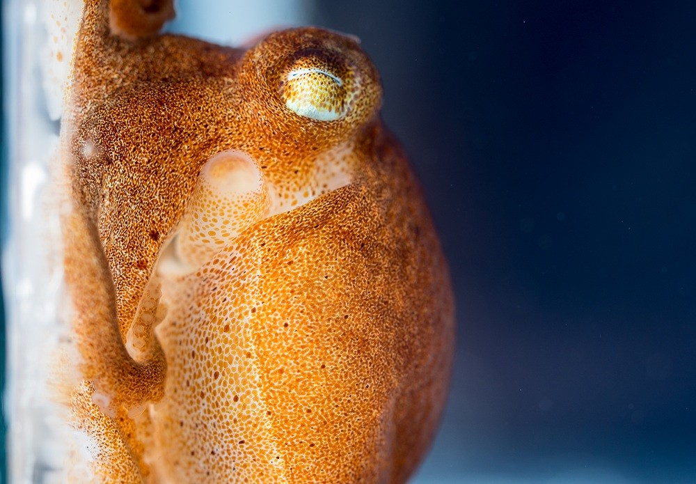 close up of octopus