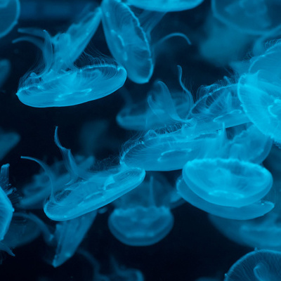 Photograph taken at the Marine Biological Association of JellyFish