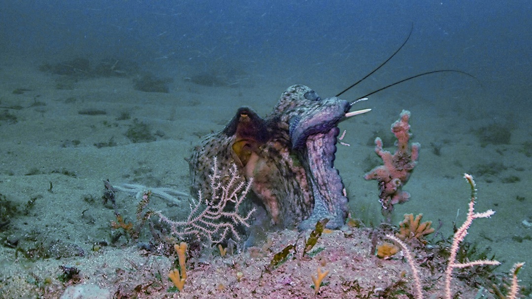An octopus on the seabed