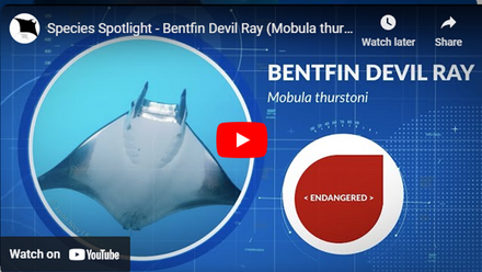 bentfin ray video.png