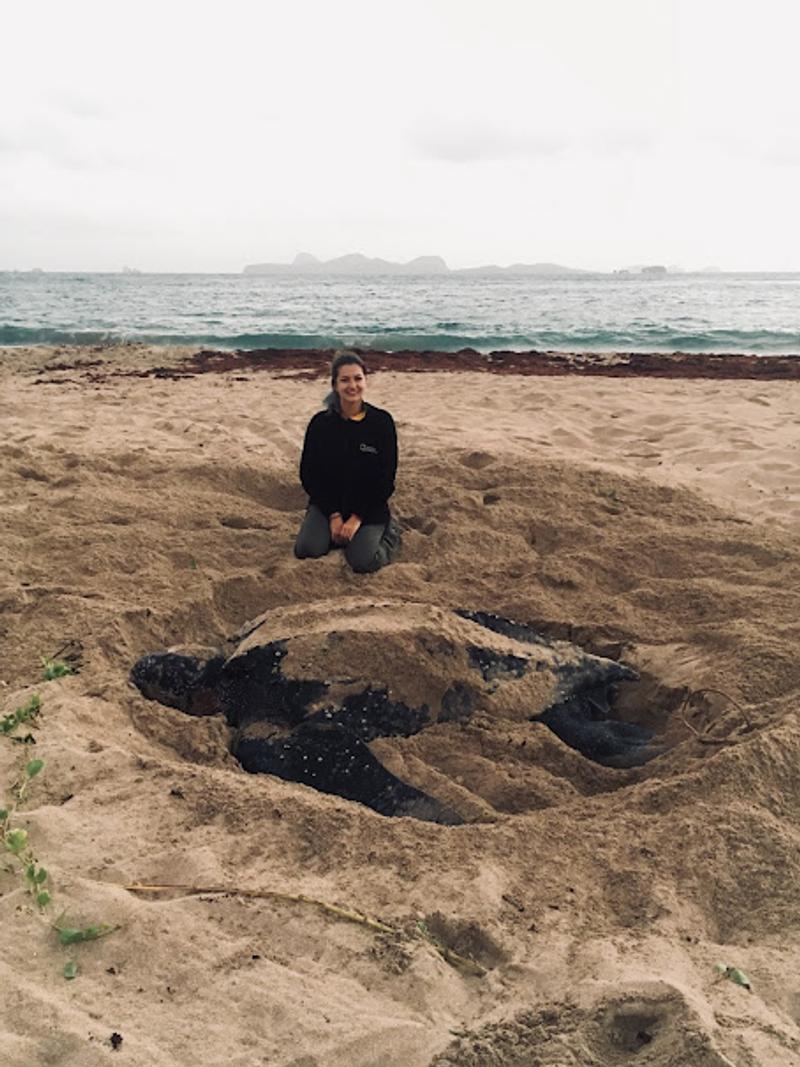 Leatherback turtle, Grenada, Ocean Spirits, 2019.JPG