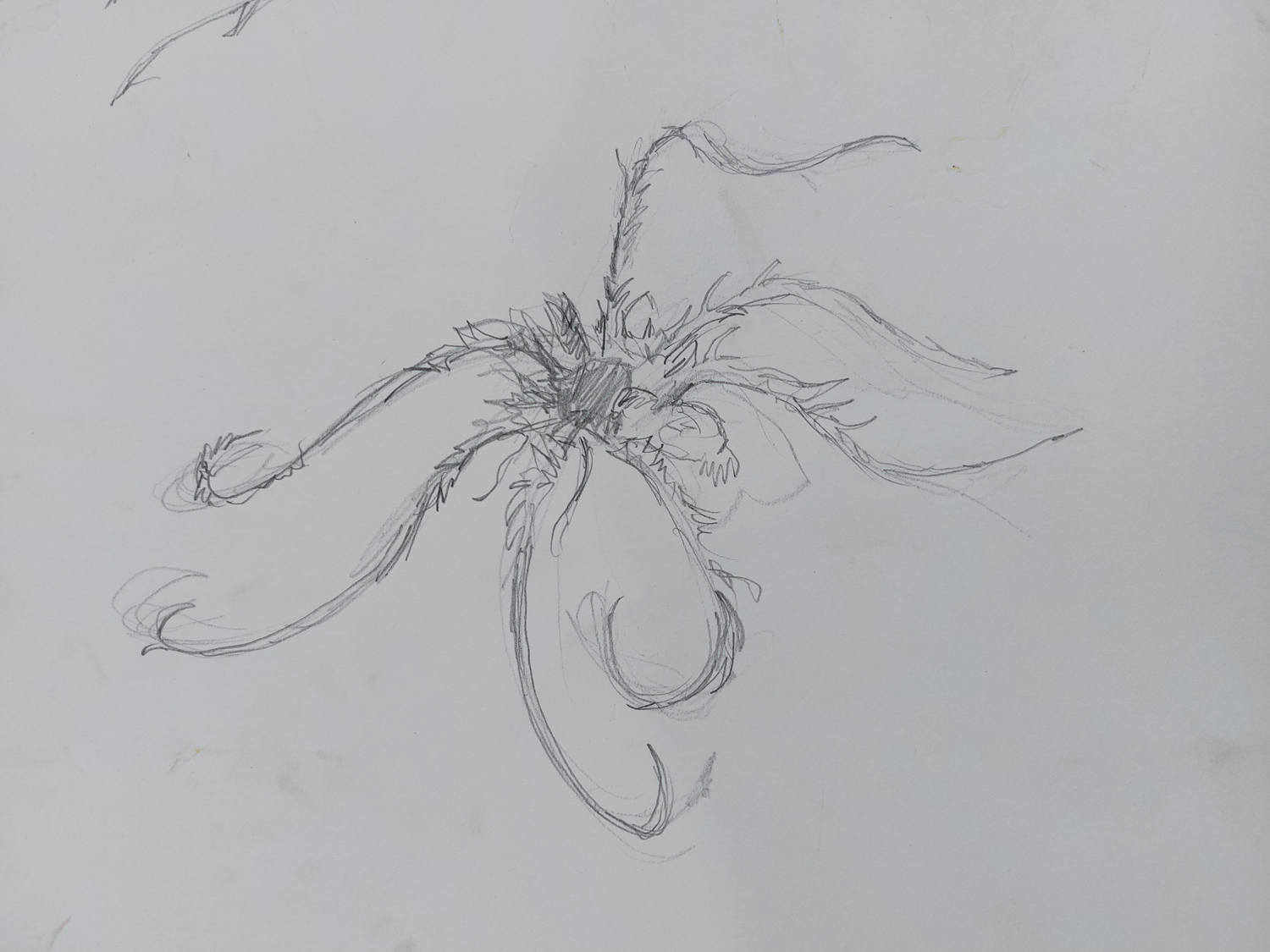 Feather star 2 CSS SA Naomi Hart 2025.png