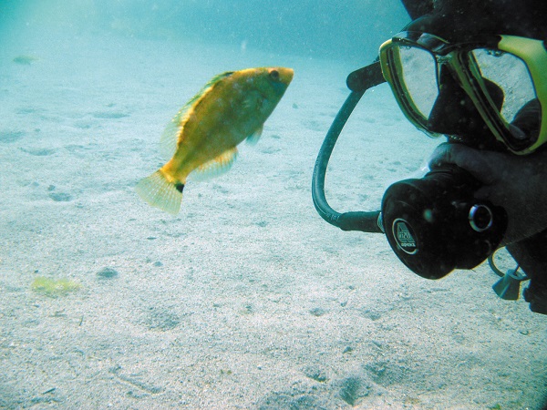 Symphodus cinereus