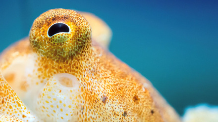 Close up of an octopus in the MBA aquaria