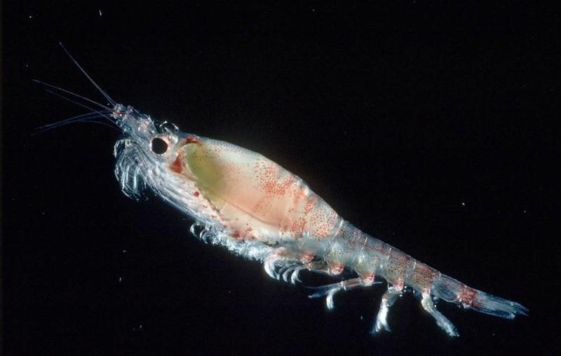 a microscopic photography of a female Antarctic krill