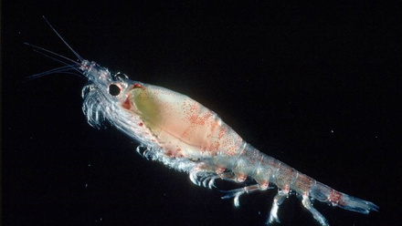 Female Antarctic krill – total length 6.5 cm – picture credi British Antarctic Survey archives.jpg