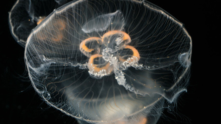 moonjelly