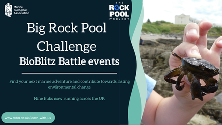 Rock Pool new hubs banner.png