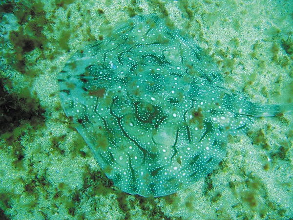 Raja undulata